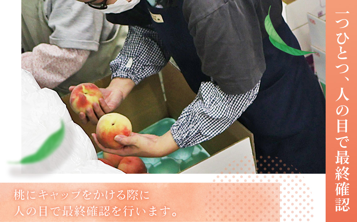 桃づくし定期便【献上桃の郷桑折町産桃3kg×5回】5品種の桃を味わう！