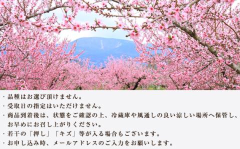献上桃の郷桑折町特別返礼品「雅」【2026年産先行受付】糖度13.5度以上【数量限定】2kg（5～6玉）桑折町産