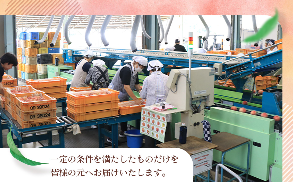 もも【あかつき・2026年産先行受付】特秀約3kg「献上桃の郷ブランド品」桑折町産　JAふくしま未来　桃