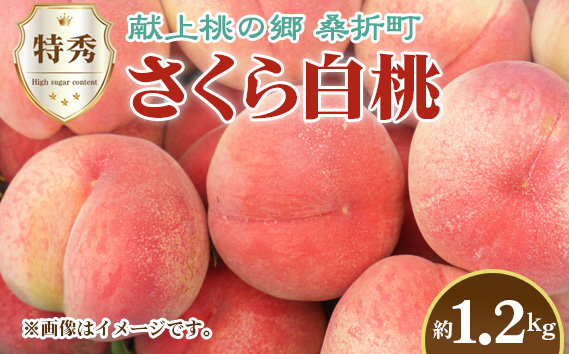 もも【さくら白桃・2026年産先行受付】特秀1.2kg　桑折町産　JAふくしま未来　桃