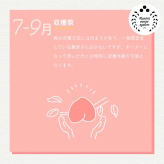 【限定】桃の木オーナー制度2023「伊達白桃」3kg×3箱 計9kg(1箱/約10個) ※着日指定不可 ※沖縄・離島への配送不可 ※2023年8月中旬～9月上旬頃に順次発送予定