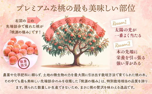 ◆2026年夏発送◆桃源の極み ～産直・桃・約2kg～ ※離島への配送不可 ※2026年7月上旬～9月上旬頃に順次発送予定｜先行予約 予約 桃 もも モモ 果物 くだもの フルーツ 詰め合わせ 福島 ふくしま