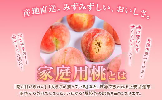 ◆2026年夏発送◆＜産直・家庭用桃・約5kg＞ ※北海道・沖縄・離島への配送不可 ※2026年7月上旬～9月上旬頃に順次発送予定｜先行予約 予約 桃 もも モモ 果物 くだもの フルーツ 訳あり 家庭用 詰め合わせ 福島 ふくしま