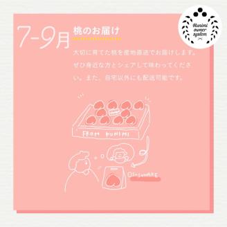 【限定】桃の木オーナー制度2023「川中島白桃」3kg×3箱 計9kg(1箱/約10個) ※着日指定不可 ※沖縄・離島への配送不可 ※2023年8月頃に順次発送予定