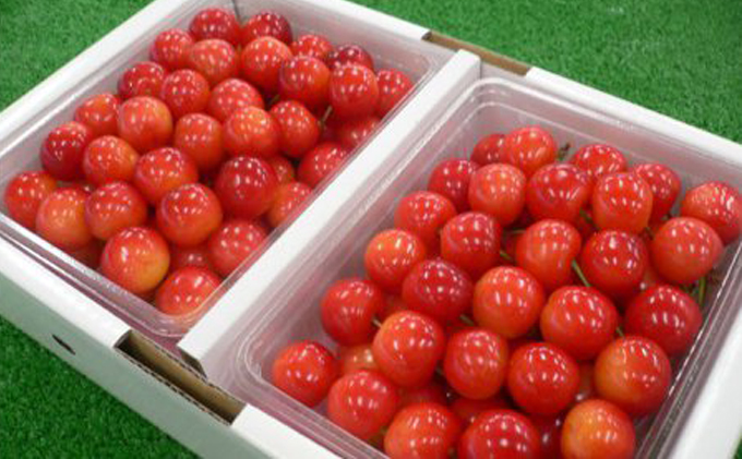 さくらんぼ 『佐藤錦』1kg相当（500gパック×2） 国見町産　※沖縄・離島への配送不可　※2024年6月上旬～6月下旬頃に順次発送予定