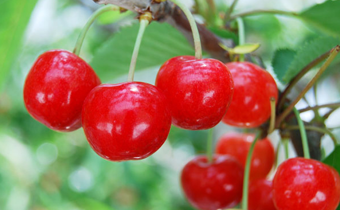 さくらんぼ 『紅秀峰』1kg相当（500gパック×2） 国見町産　※沖縄・離島への配送不可　※2024年6月上旬～6月下旬頃に順次発送予定