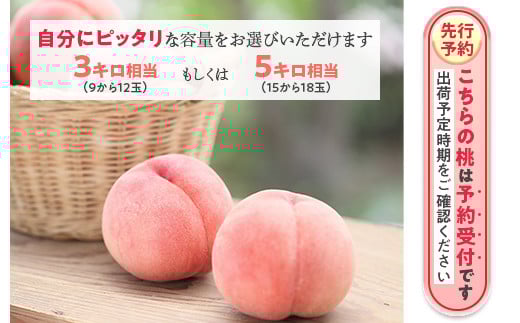 透過式光センサーまどか桃 特秀5kg相当 15玉～18玉＜ ふくしま未来農業協同組合 ＞ | ふくしま 桃 福島 もも 国見 モモ ※2026年8月上旬～8月中旬頃に順次発送予定 ※沖縄・離島への配送不可