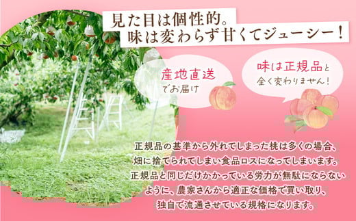 ◆2026年夏発送◆＜ 産直・家庭用 桃・約1.5kg ＞ ※北海道・沖縄・離島への配送不可 ※2026年7月上旬～9月上旬頃に順次発送予定｜桃 もも モモ フルーツ 果物 ふくしま 福島 国見町 詰め合わせ