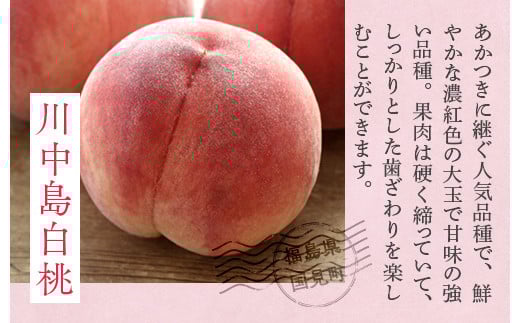 透過式光センサー川中島白桃 特秀5kg相当 15玉～18玉＜ ふくしま未来農業協同組合 ＞ | ふくしま 桃 福島 もも 国見 モモ ※2026年8月中旬頃より順次発送予定 ※沖縄・離島への配送不可