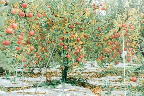 【限定】りんごの木オーナー制度2023「サンふじ」5kg×2箱 計10kg(1箱/約15個) ※着日指定不可 ※沖縄・離島への配送不可 ※2023年11月上旬～2024年1月上旬頃に順次発送予定