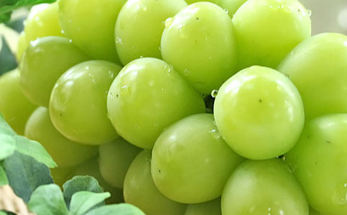 ぶどう「大人気のシャインマスカット」と旬のぶどうセット 3kg　※沖縄・離島への配送不可　※2024年9月上旬～9月下旬頃に順次発送予定