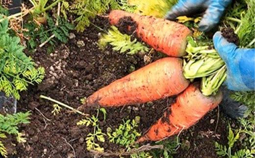 秋冬の会津発季節の野菜だより(大)＜お米2kg、野菜4～7品目程度＞ 朝採れ 野菜 お米 米 セット 詰合せ 契約農家 朝採り 採れたて 新鮮 会津野菜 食品 F4D-1410