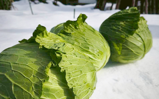 甘みたっぷり 雪下キャベツ 約2kg 野菜 キャベツ 食品 西会津 F4D-2175