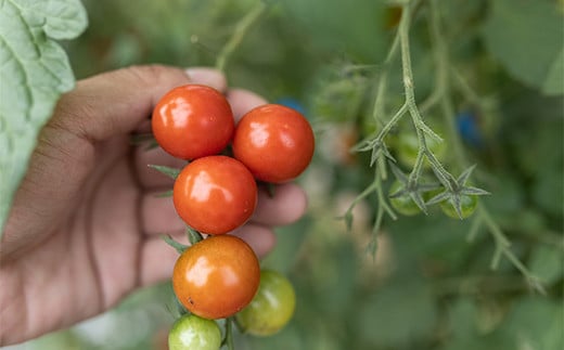 西会津ミネラル野菜セット(大)＜10～12種類程＞ 朝採れ 野菜 セット 詰合せ 契約農家 朝採り 採れたて 新鮮 食品 F4D-1399