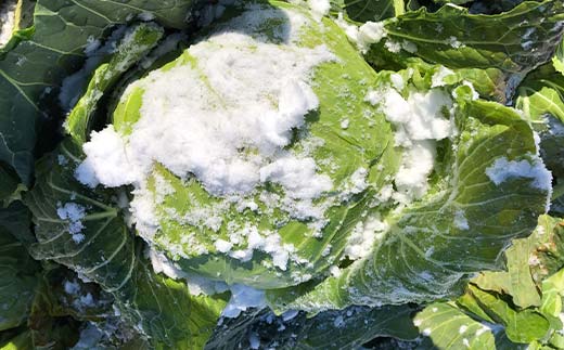 秋冬の会津発季節の野菜だより(小)＜お米2kg、野菜3～5品目程度＞ 朝採れ 野菜 お米 米 セット 詰合せ 契約農家 朝採り 採れたて 新鮮 会津野菜 食品 F4D-1409