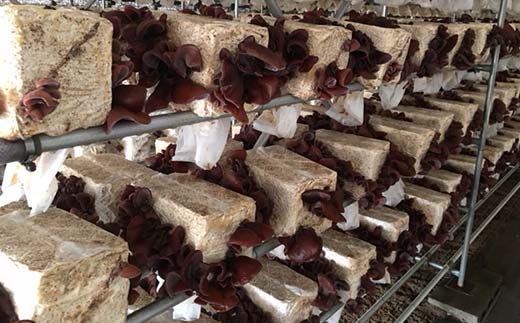 ＜特選＞西会津産 乾燥きくらげ 小セット(黒15g×5袋) 完全無農薬 乾燥 きくらげ 国産 木耳 キクラゲ 食品 F4D-0226