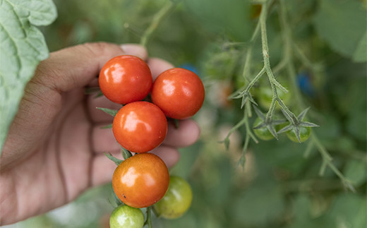 西会津ミネラル野菜セット定期便（小）10回 F4D-1406