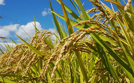 令和7年産米 西会津産米 至福米コシヒカリ 精米 3kg F4D-2127