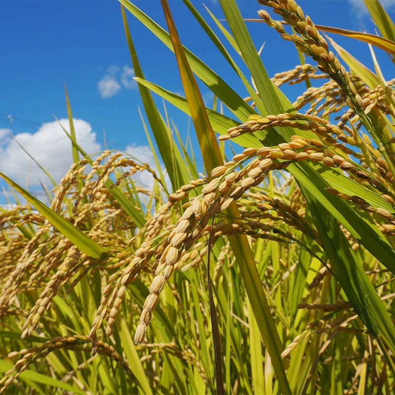 ＜定期便6ヶ月＞ 西会津産米 至福米コシヒカリ 玄米 8kg  F4D-2162