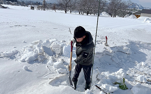 甘みたっぷり 雪下キャベツ 約2kg 野菜 キャベツ 食品 西会津 F4D-2175
