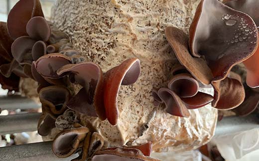 ＜特選＞西会津産 乾燥きくらげ 中セット(黒30g×6袋) 完全無農薬 乾燥 きくらげ 国産 木耳 キクラゲ 食品 F4D-0227