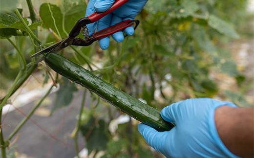 西会津ミネラル野菜セット定期便（小）5回 F4D-1405