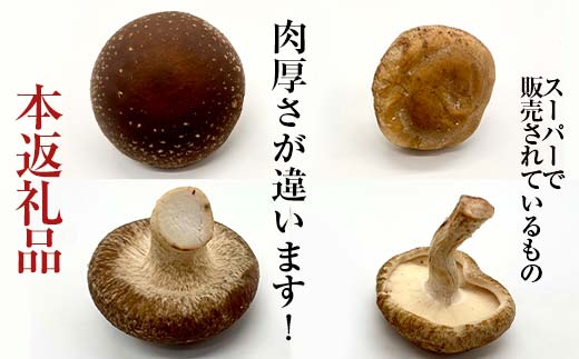 きのこ屋の肉厚なところを選んだ生しいたけ 約1kg F4D-0702