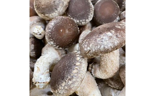 《数量限定》 2025年秋発送！贈答用 会津の恵み 生しいたけ1kg F4D-0711