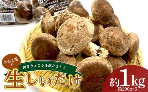 きのこ屋の肉厚なところを選んだ生しいたけ 約1kg F4D-0702