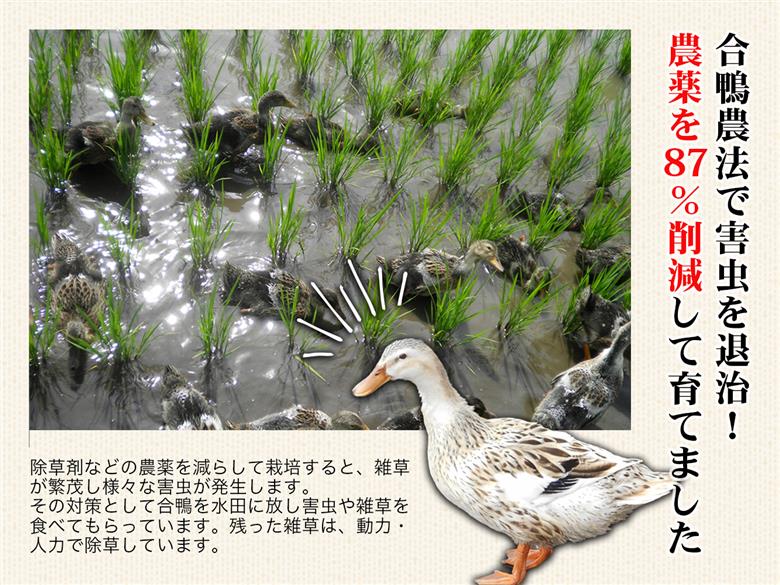 【令和7年産新米】農薬87%削減　コシヒカリ米　合鴨農法　10kg(特別栽培米、旧名：会津磐梯山黄金米）