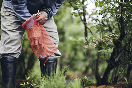 ブルーベリー　ジャムセット　180g×5個