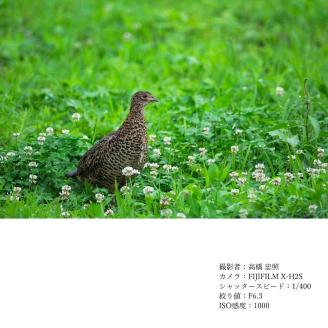 【富士フイルムXマウント】 SIGMA 100-400mm F5-6.3 DG DN OS | Contemporary