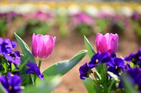 【ニコンZマウント用】SIGMA 30mm F1.4 DC DN | Contemporary