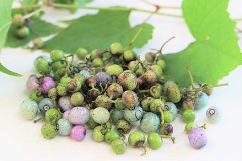 薬師の里「磐梯」 純ウマブドウ茶　30包入り