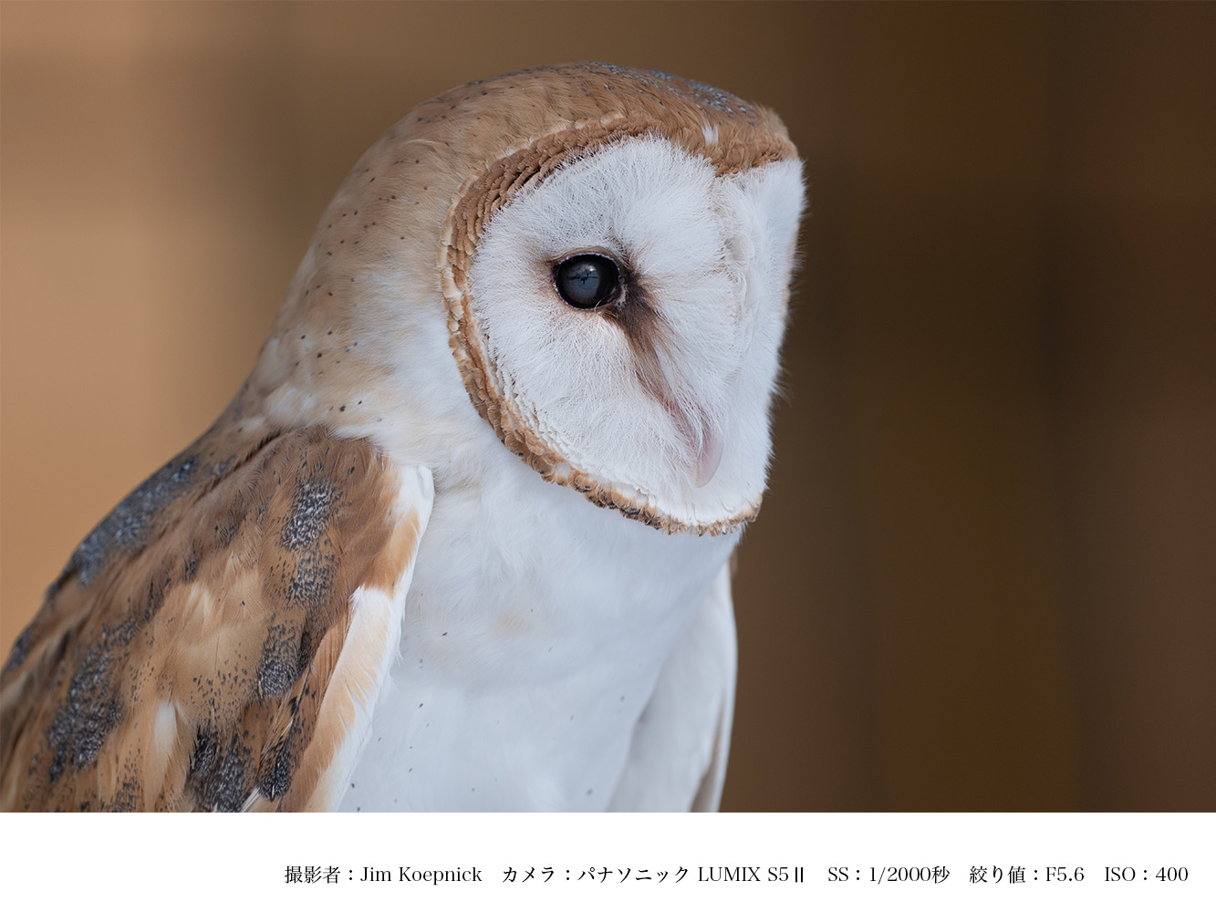 SIGMA 500mm F5.6 DG DN OS Sports（ソニーEマウント）