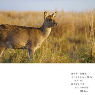 【ふるさと納税】SIGMA 70-200mm F2.8 DG DN OS| Sports　ソニーEマウント用