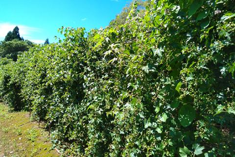 薬師の里「磐梯」 純ウマブドウ茶　30包入り