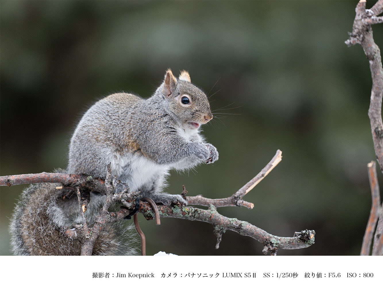 SIGMA 500mm F5.6 DG DN OS Sports（ソニーEマウント）