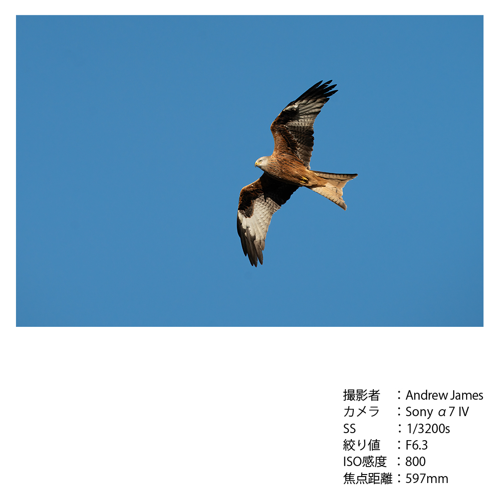 SIGMA 300-600mm F4 DG OS | Sports【ソニーEマウント】超望遠 ズームレンズ ＊受注生産品