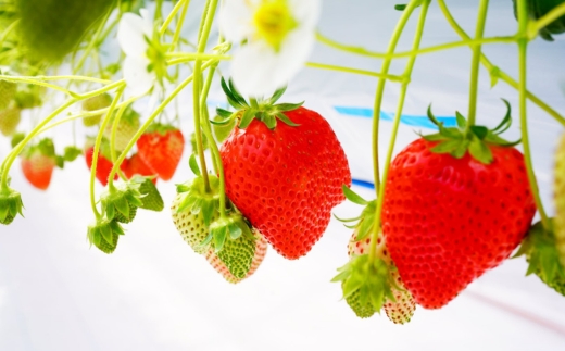 いちご狩り 1年中 「道の駅前 猪苗代 いちご園」 大人1名チケット（中学生以上） ｜ 苺 通年 猪苗代・会津地域