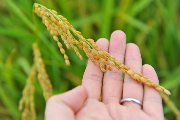 【令和7年度産】 つちや農園 猪苗代町産 玄米 特別栽培米ひとめぼれ 5kg（玄米）| お米 米 ひとめぼれ