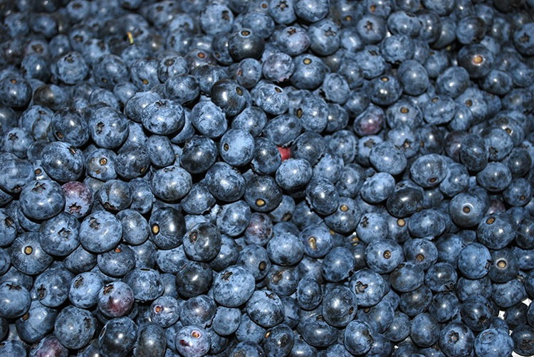 【2026年先行予約】【数量限定】ブルーベリー狩りと手作りジャム＆ピザ焼き体験ファミリープラン（4名様分）