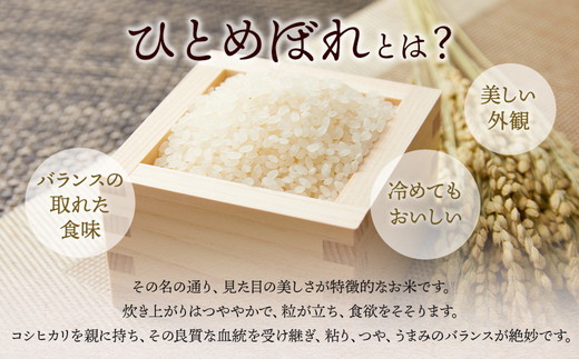 令和7年産 いなわしろひとめぼれ( 精米 ) 10kg ｜ 新米 お米 白米 福島 やわらかい 和食