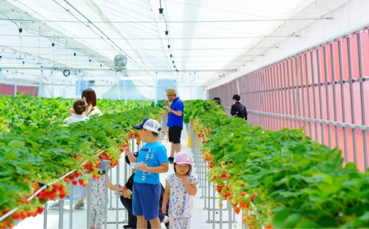 いちご狩り 1年中 「道の駅前 猪苗代 いちご園」 大人1名チケット（中学生以上） ｜ 苺 通年 猪苗代・会津地域