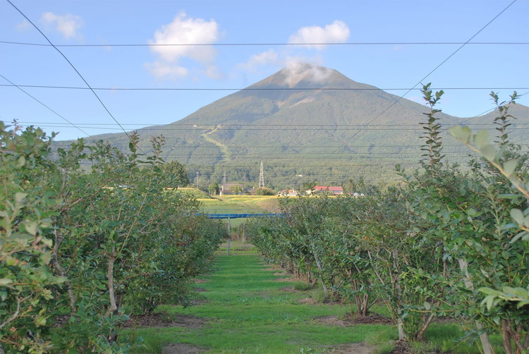 【2026年先行予約】【数量限定】ブルーベリー狩りと手作りジャム＆ピザ焼き体験ファミリープラン（4名様分）