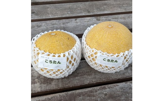 「ころたん」メロン 3kg 2～3個 ※沖縄・離島への配送不可 ※2025年8月上旬～10月中旬頃に順次発送予定