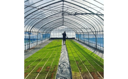 【令和7年度産 新米予約】 米 ゆうだい21 10kg(10kg×1袋) 生産者直送 白米 精米 ※2025年11月下旬頃より順次発送予定 ※沖縄・離島への配送不可