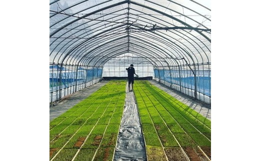 【令和7年度産 新米予約】 米 天のつぶ 5kg 白米 精米 ※2025年11月下旬頃より順次発送予定 ※沖縄・離島への配送不可