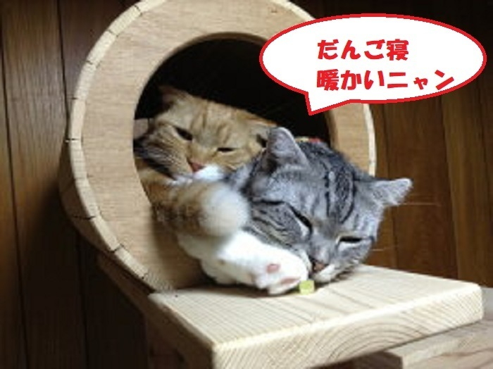 木のキャットタワー「猫まみれツリーハウス」