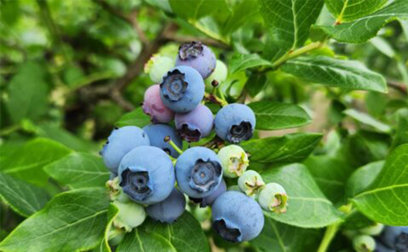 [2025年先行予約］ブルーベリー ブルーベリージャム＆ブルーベリージュースセット ミネラル栽培 中嶋農法 稲苗代町産 自家製栽培 セット ※2025年9月中旬頃より順次発送予定